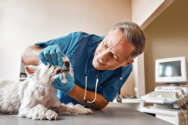 Best Pediatric Emergency Dentist in Oswego, KS